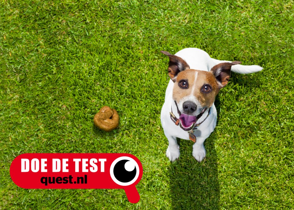 QuestNL's tweet photo. Weet jij wat goet of foud #Nederlands is? Test het hier: https://t.co/9gNrJqgCFE #questtest #hondepoep #hondenpoep π©π https://t.co/UmigOm3KID