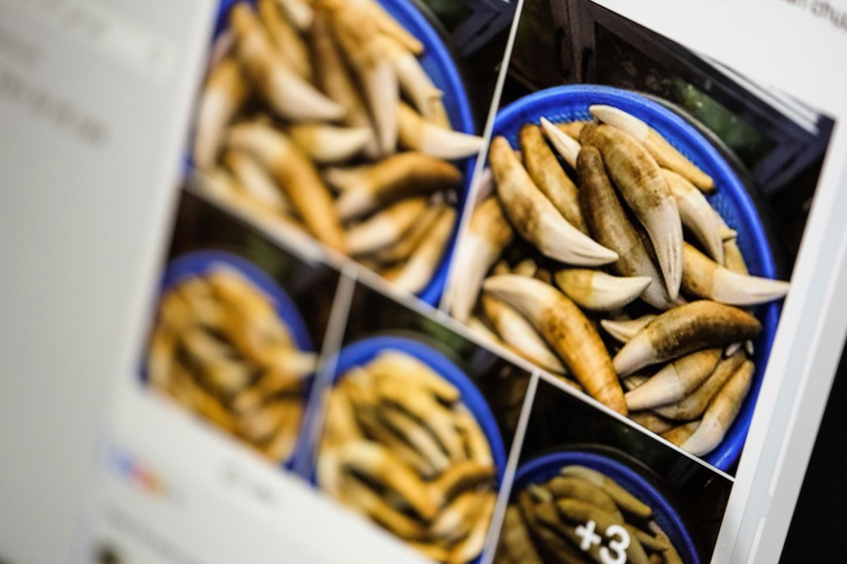 CITES's tweet photo. US: Congress questions #Facebook CEO on #WildlifeCrime https://t.co/grBuZ17Jco
@TIME: Facebook is displaying ads for #wildlife traffickers illegally selling body parts of #EndangeredSpecies, incl. #elephant #ivory, #rhino horn & #tiger teeth https://t.co/4DRm2UGI3V https://t.co/toEtgksWIA
