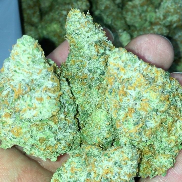 Alexmed2001's tweet photo. #monster #420squad #3 #og #soilgrown #raskals #whitefireog #whitefire #wifiog #ogkush #ograskalgenetics #onlythebest #topshelf #cannabis #genetics #calimade #caligrown #calikush #ogrg #socalsfinest #dirtfarmers #loyaltothesoil #prop215 #medicalmarijuana https://t.co/RxbfFQIJxg