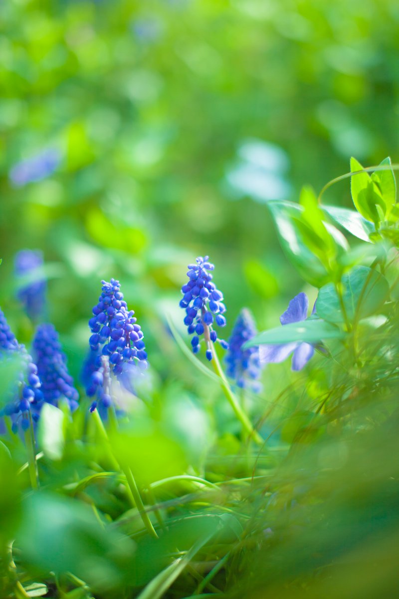 トコハナロジー Twitterren ムスカリ 小さくて可愛らしい春の花 青紫色のブドウのように房状の花を咲かせる 花言葉 通じ合う心 明るい未来 夢にかける思い
