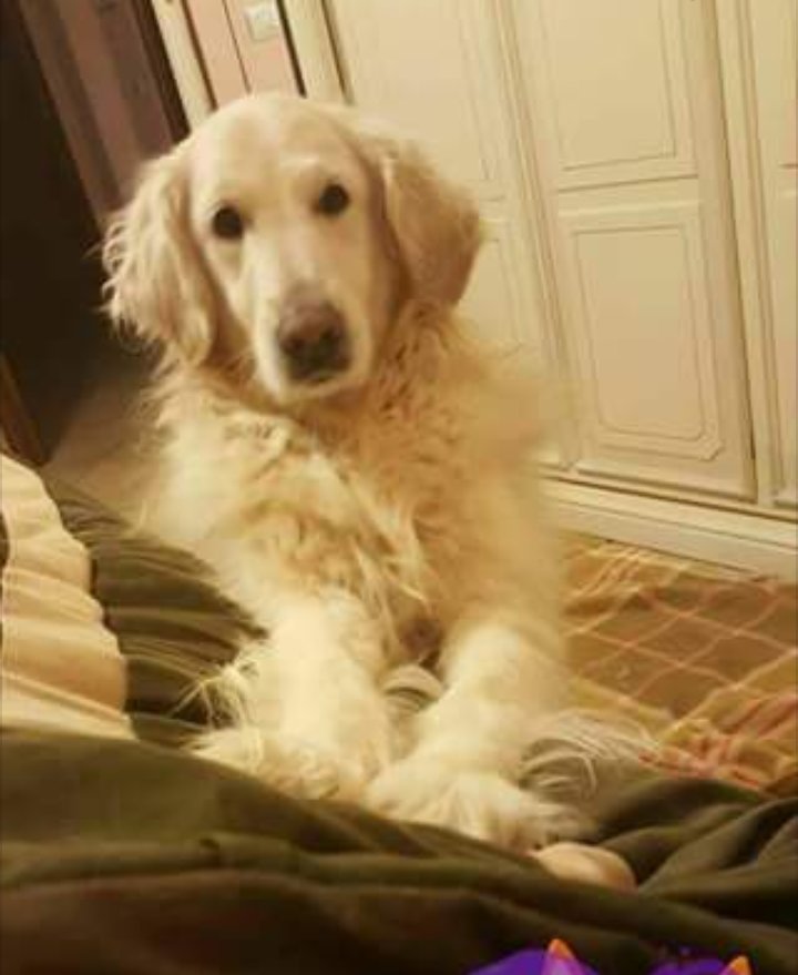 sangesnicola's tweet photo. (CE)
Cosa dire se nn inorridire di fronte a notizie che mi convincono ancora di più che nell'umanità ormai nn c'è nulla da cambiare perké è marcia. Si può dire addio ad un cane che hai voluto,cresciuto e che ora a 10 anni abbandoni.Lei è una Golden Retriever di 10 anni 3395613462 https://t.co/s3pR9tWqfw
