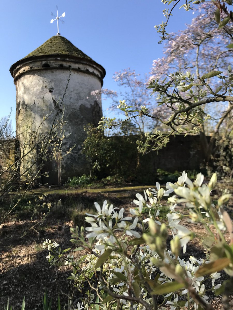 LlanoverGarden's tweet photo. Amelanchier joined the late floral extravaganza . Special Opening Sunday 2-5pm @GwentNGS @NGSOpenGardens @HerefordNGS @PowysNGS @visitwales @abergavenny @cadwwales #springhassprung #visitagarden https://t.co/EZ7szQOwUX https://t.co/vM4rFAeUdH