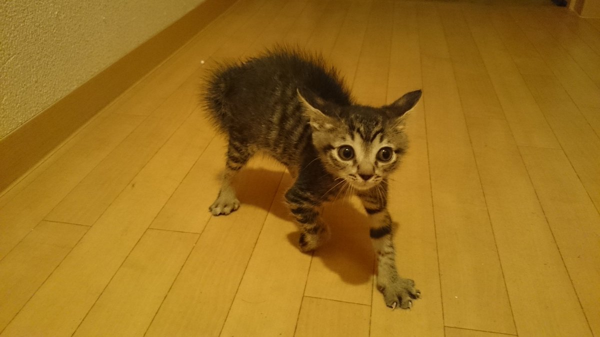 みなさんが大好きな シャーってなってる子猫 です どうぞ Togetter