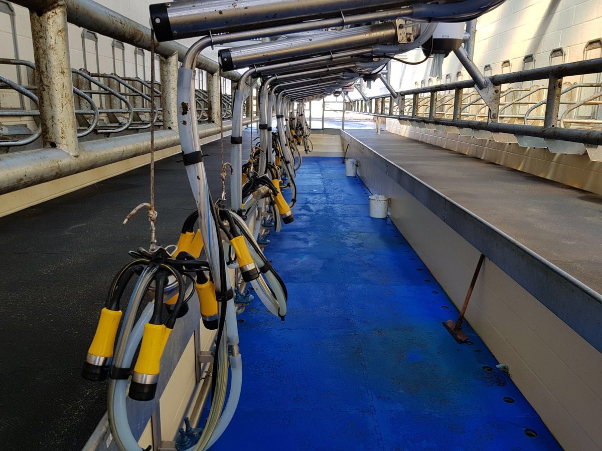Advance_Milking's tweet photo. A tidy new parlour ready for a post-installation test by Dan @Advance_Milking yesterday. #milkingtimetest highlights a few tweaks needed to make the factory settings right for this herd #nosuchthingasanaveragecow A good way of maximising the potential of this new investment https://t.co/WqcOaA68T0