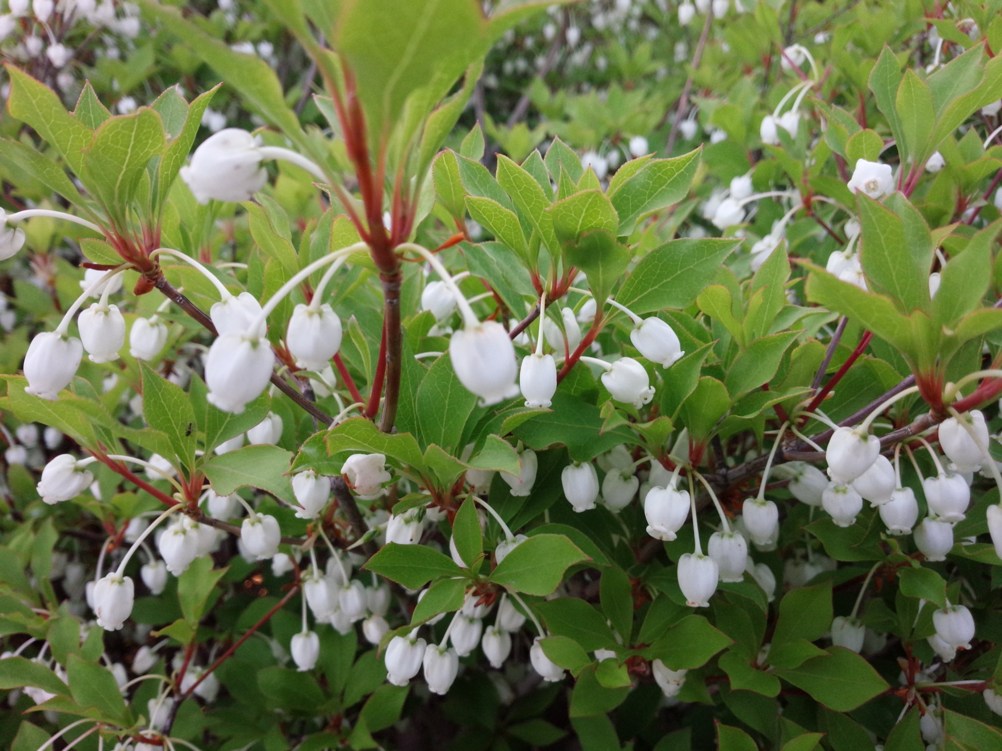 Ishi V Twitter この花はなんだろう すずらんに似た5ミリほどの花弁なんだけど