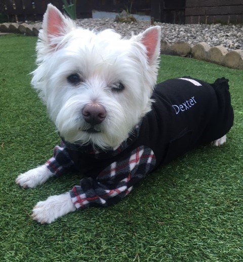 K9CleanCoats's tweet photo. https://t.co/ldzLbfnf5M
My little #westie mate Dexter lives in rainy Lanarkshire in the west of Scotland & will have more days than most to be glad he has a #waterproofdogcoat!
Toto x
#dogoveralls #dogcoatwithlegs https://t.co/1IVf18X04X