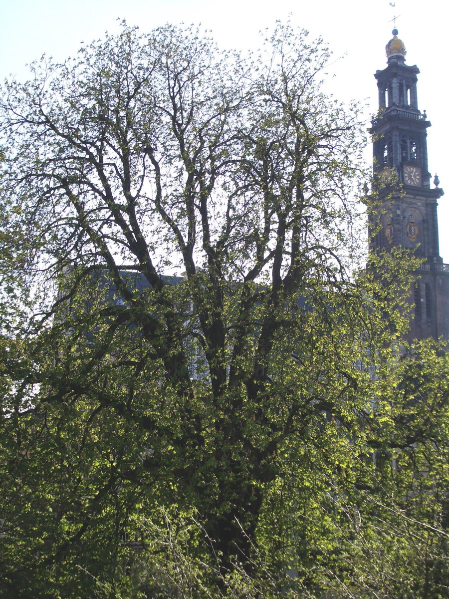 St_ElemenTree's tweet image. Vandaag op 19 april om 13.00 uur wordt op het schoolplein van de Nutsschool aan de Laan van Poot in Den Haag een nazaat van de échte Anne Frankboom onthuld. @St_ElemenTree