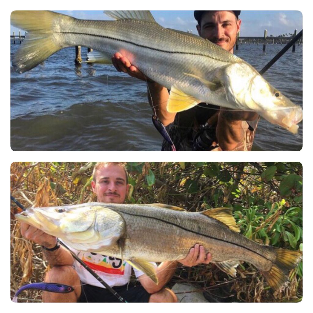 SpoolTekLures's tweet photo. The Durante brothers showing off Snook caught on the After Hours color again... #spooltek #spoolteklures #snook #fishing #swimbait https://t.co/hleBA1mbsM