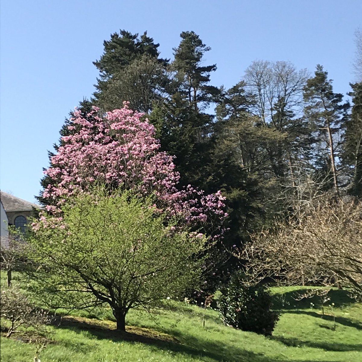 LlanoverGarden's tweet photo. Wow! Magnolia in full flower- one of many . Come see Sunday 2-5pm @GwentNGS @NGSOpenGardens @PowysNGS https://t.co/wzkdfNHYwn