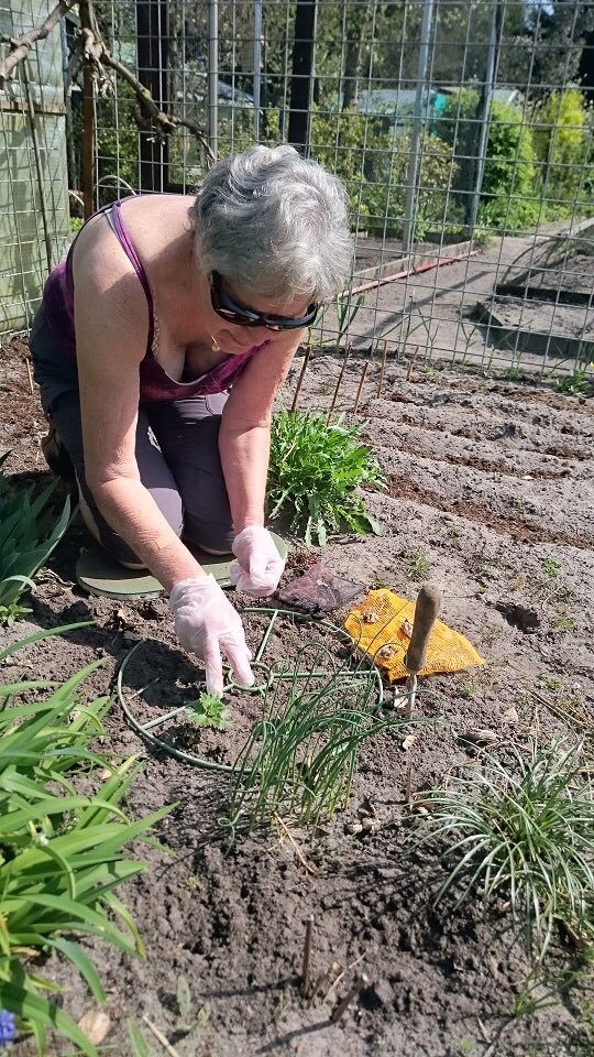 ElsVerra's tweet photo. Ineke van @KonVisio #hetlooerf geeft tips voor #slechtziende tuinders
1.Bewaar zelf geplukte zaden in een gazen zakje of envelop
2. Stop er ook een zaaddoos bij zodat je het kunt voelen
3. Zaai het zaad binnen een kunststof cirkel of rechthoek, zodat je de zaaiplek kan herkennen https://t.co/CCKEjtGPfS