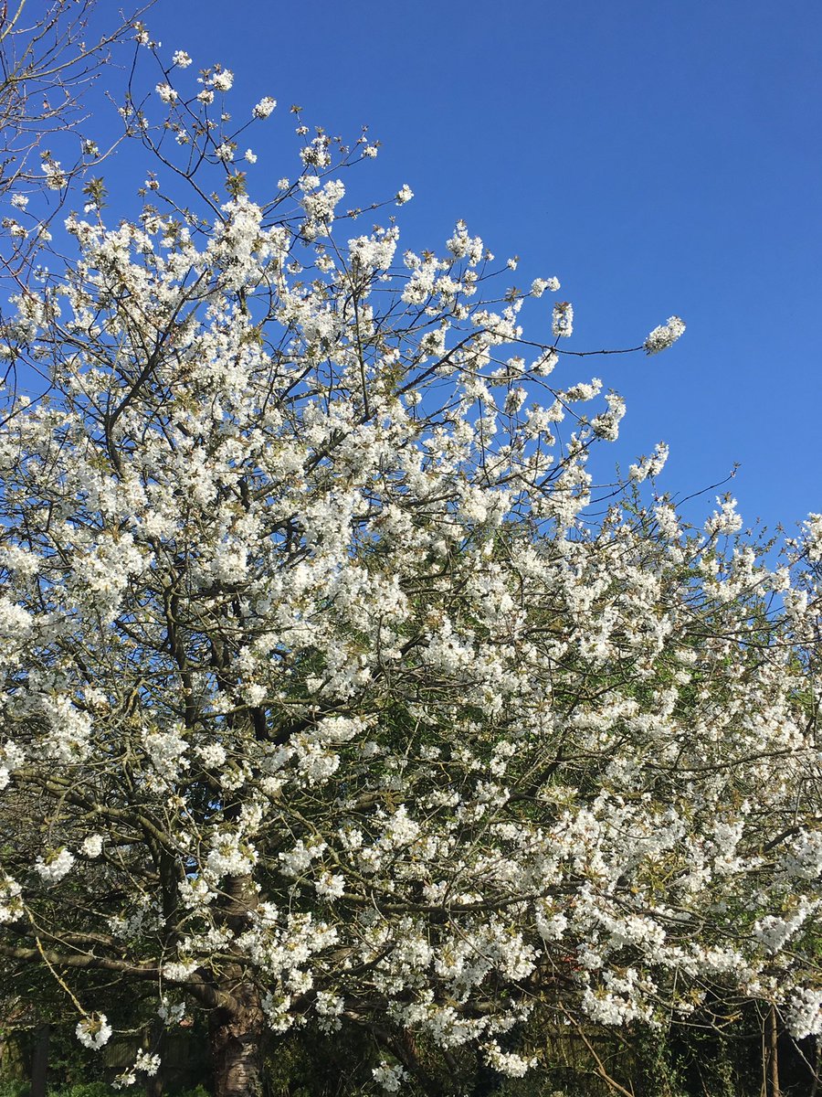 ServicesHunt's tweet photo. #WarmestDayOfTheYear Another stunner of a day!! #springhassprung #blueskies #spacetobreathe #heatwave #smallbusinessowner #dorking #reigate #brockham #virtualassistant #FREELANCE #freelancepa #freelanceadmin #socialmedia #surrey #surreymummy #surreybusiness #surreychat https://t.co/OUTDNTSf5G
