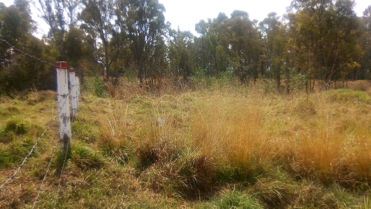 InmueblesINNMex's tweet photo. Se #Vende #Terreno de 324 m2 (12 x 27) a pie de carretera en San Diego Metepec #Tlaxcala. Buena ubicación, cerca del Libramiento de Tlaxcala, Liverpool, Gasolineras, frente a fraccionamiento residencial y a menos de 10 minutos del centro de Tlaxcala. https://t.co/1KkA1raQAJ