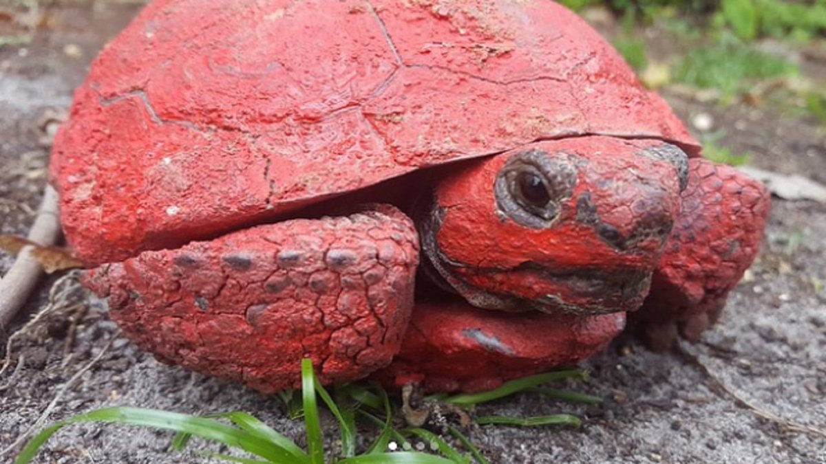 FWC offers reward for information leading to culprit who spray-painted gopher tortoise bit.ly/2J9P0LA https://t.co/Js6xW2N31R