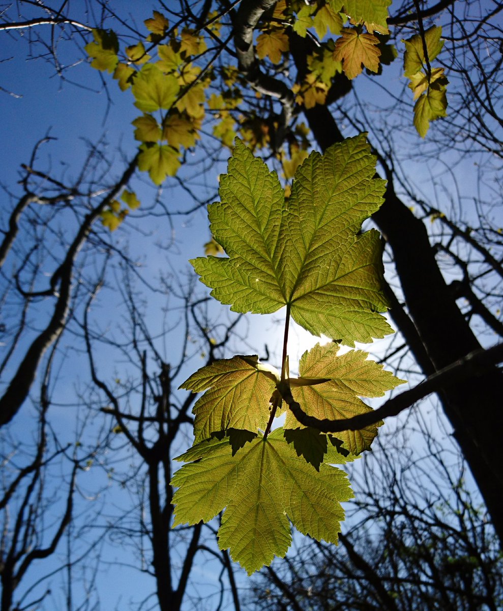 Love it or hate it, #sycamore trees are a valuable food source for #dormice in woodlands as they support large numbers of insects! #Lovewildlife #WarmestDayOfTheYear