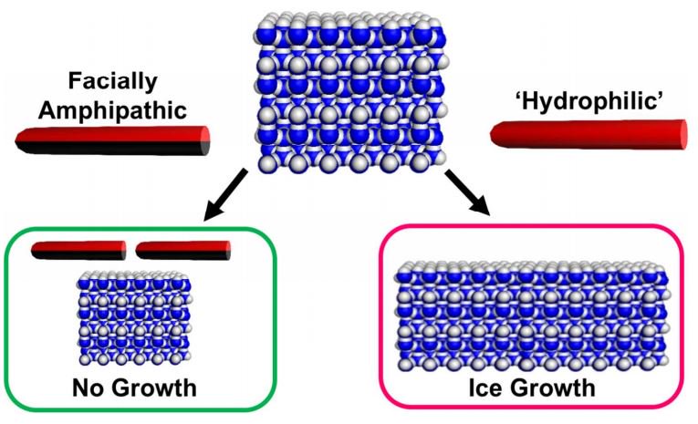 J. Am. Chem. Soc. (@j_a_c_s) on Twitter photo #JustAccepted <a href="/LabGibson/">Matt Gibson</a> from <a href="/warwickchem/">Warwick Chemistry</a> demonstrate that facially amphipathic glycopolymers inhibit ice growth, mimicking antifreeze glycoproteins. pubs.acs.org/doi/10.1021/ja… #JustAccepted <a href="/LabGibson/">Matt Gibson</a> from <a href="/warwickchem/">Warwick Chemistry</a> demonstrate that facially amphipathic glycopolymers inhibit ice growth, mimicking antifreeze glycoproteins. pubs.acs.org/doi/10.1021/ja…