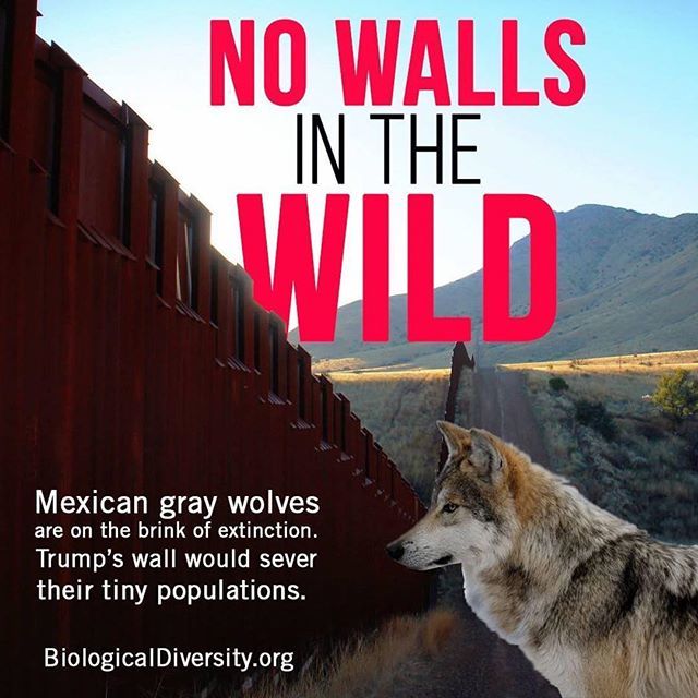 favianna's tweet photo. Humans and wildlife will suffer from more walls. Support the @centerforbiodiv as they sue Trump’s administration in defense of wild life. This is an interspecies fight.
•
#Repost @centerforbiodiv
・・・
All the Mexican gray wolves that exist today are d… https://t.co/GEz1QQCPoq https://t.co/R12WFFMAon