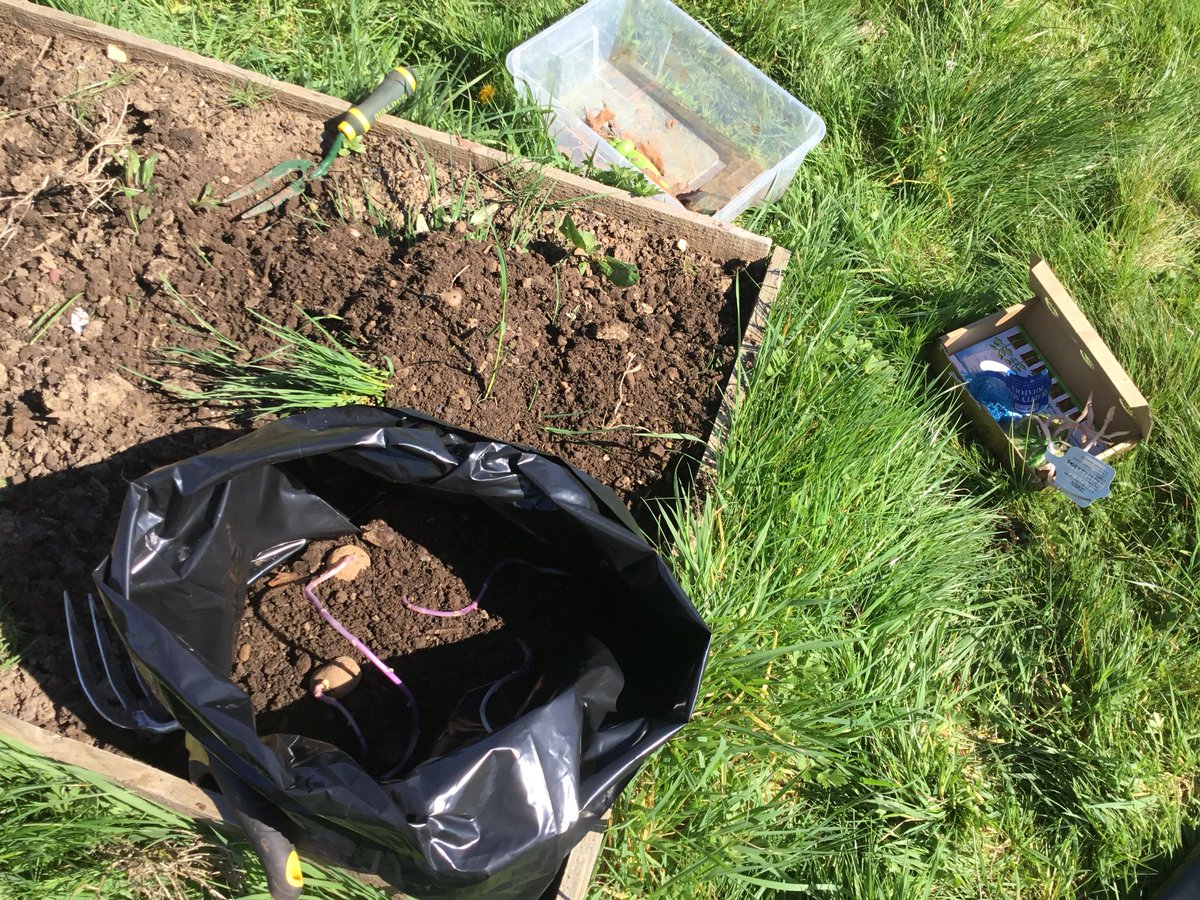Springwood_Prm's tweet photo. Gardening club has started. Getting the beds prepared for planting and planting the potatoes #springeco #springvoice https://t.co/sbaat8UTl7