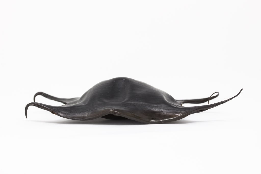 josemiliot's tweet photo. Cápsula Ovígera de Rostroraja velezi (Chirichigno, 1973)
encontrada en playas de #Manabí, #Ecuador Gracias a Dr. Maribel Carrera de @UleamEcuador por la ayuda determinado la especie.
#scientificphotography #rayas #rays #biodeversity #thesharktrust #mermaidspurse @SharkTrustUK https://t.co/shbRfHkavd
