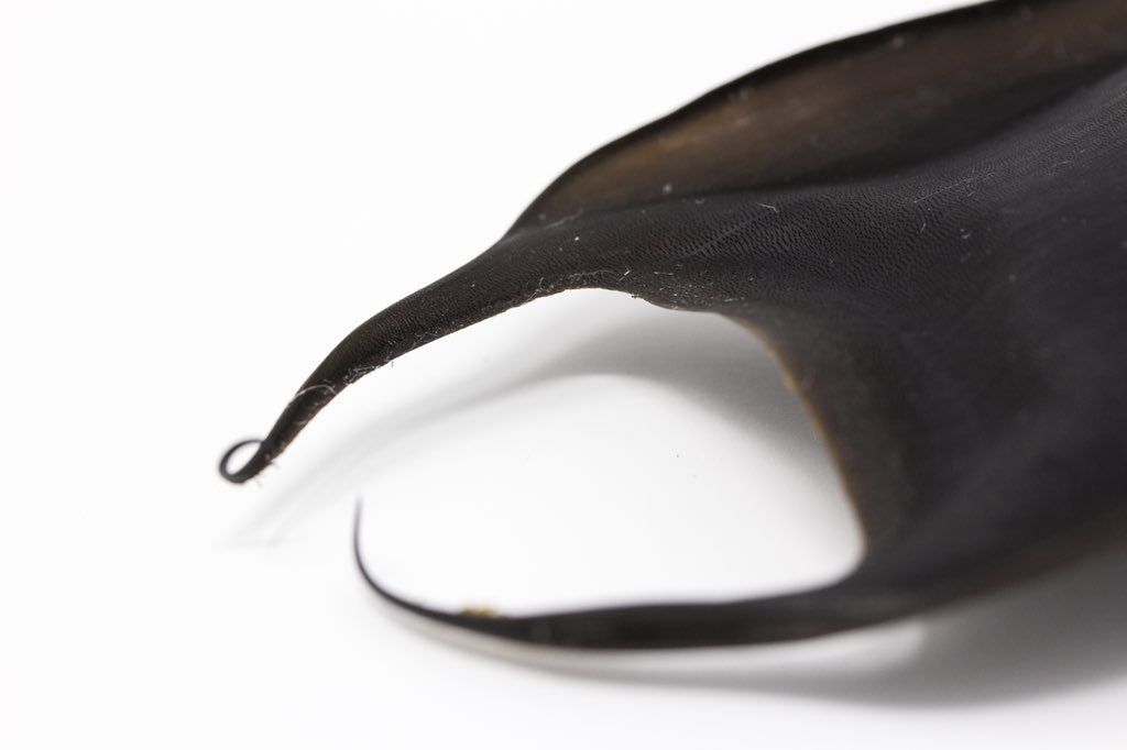 josemiliot's tweet photo. Cápsula Ovígera de Rostroraja velezi (Chirichigno, 1973)
encontrada en playas de #Manabí, #Ecuador Gracias a Dr. Maribel Carrera de @UleamEcuador por la ayuda determinado la especie.
#scientificphotography #rayas #rays #biodeversity #thesharktrust #mermaidspurse @SharkTrustUK https://t.co/shbRfHkavd