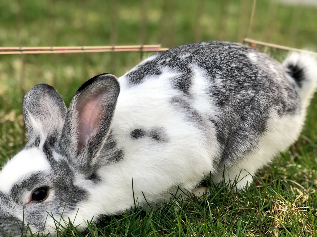 brittanipaigen's tweet photo. My baby is going under the knife to get neutered this morning. #prayforpiper https://t.co/fGW5P6Ljb3