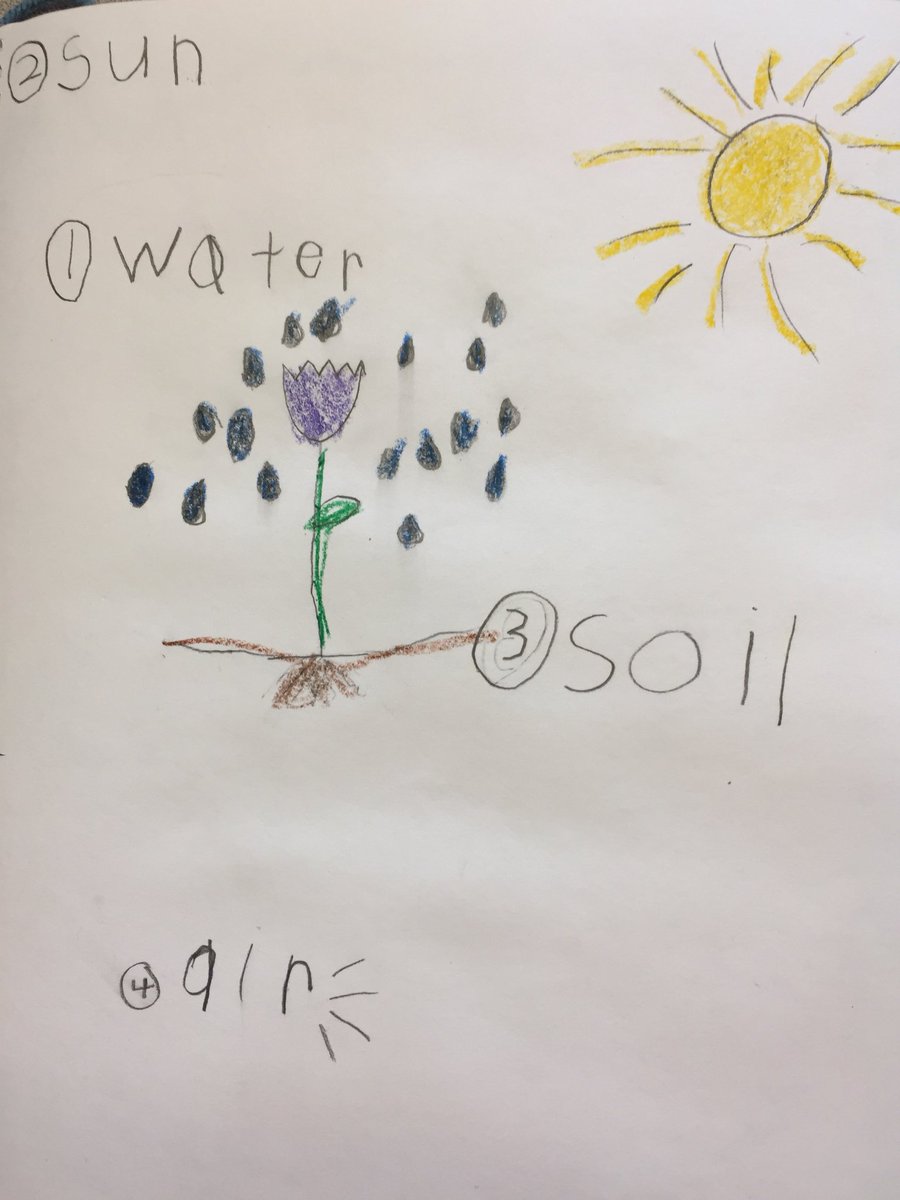 MrsBClarkson's tweet photo. Hoping for sunshine to help our marigolds grow big and strong! 💦🌼☀️#GrowingInquiry #Kindergarden #ITeachK @fsd38 https://t.co/bKGl3O74Ar