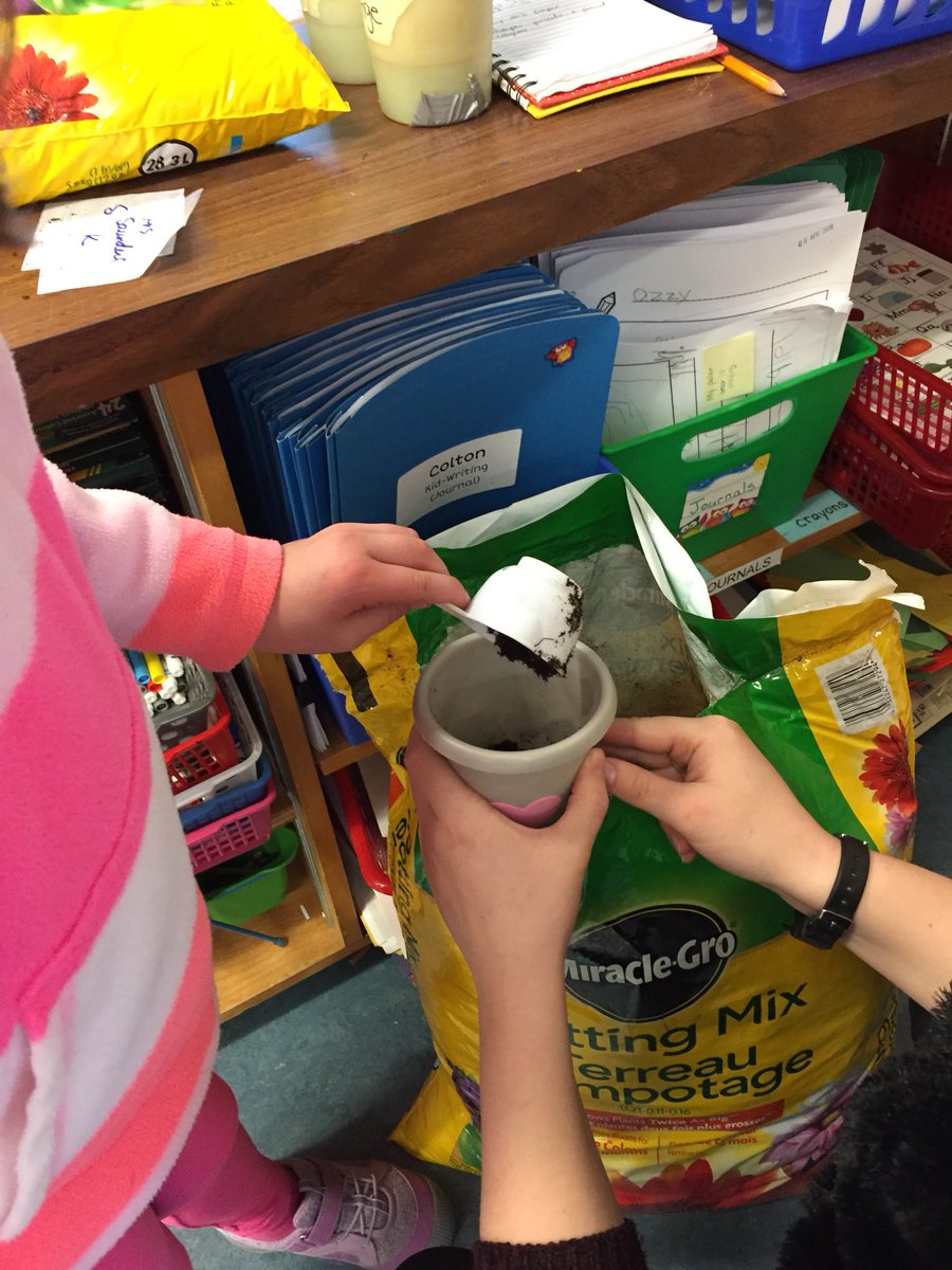 MrsBClarkson's tweet photo. Hoping for sunshine to help our marigolds grow big and strong! 💦🌼☀️#GrowingInquiry #Kindergarden #ITeachK @fsd38 https://t.co/bKGl3O74Ar