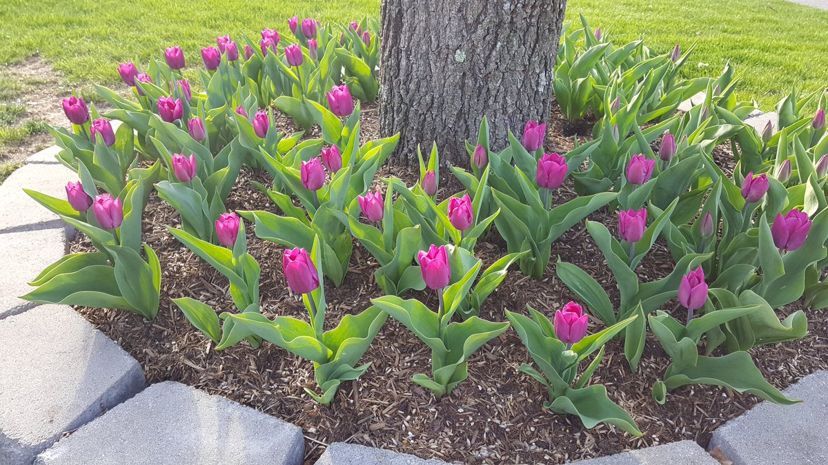 RainesBond's tweet photo. @TulipWorld - loving the Purple Flag Triumph Tulip! https://t.co/kPI198IndX
