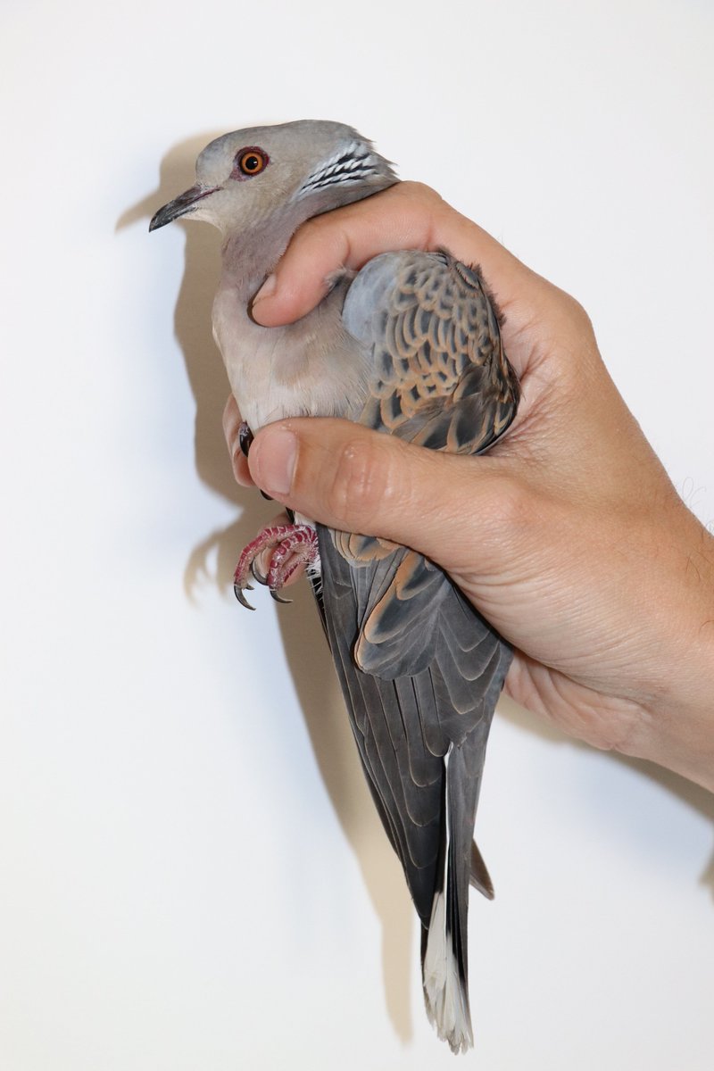 BirdLife_Malta's tweet photo. Another shot #TurtleDove recovered by BirdLife Malta, second illegally shot protected bird received in a day &amp; the 12th known casualty of the season. #NotAQuail #IllegalSpringHunting https://t.co/eu6g2g3Ncb