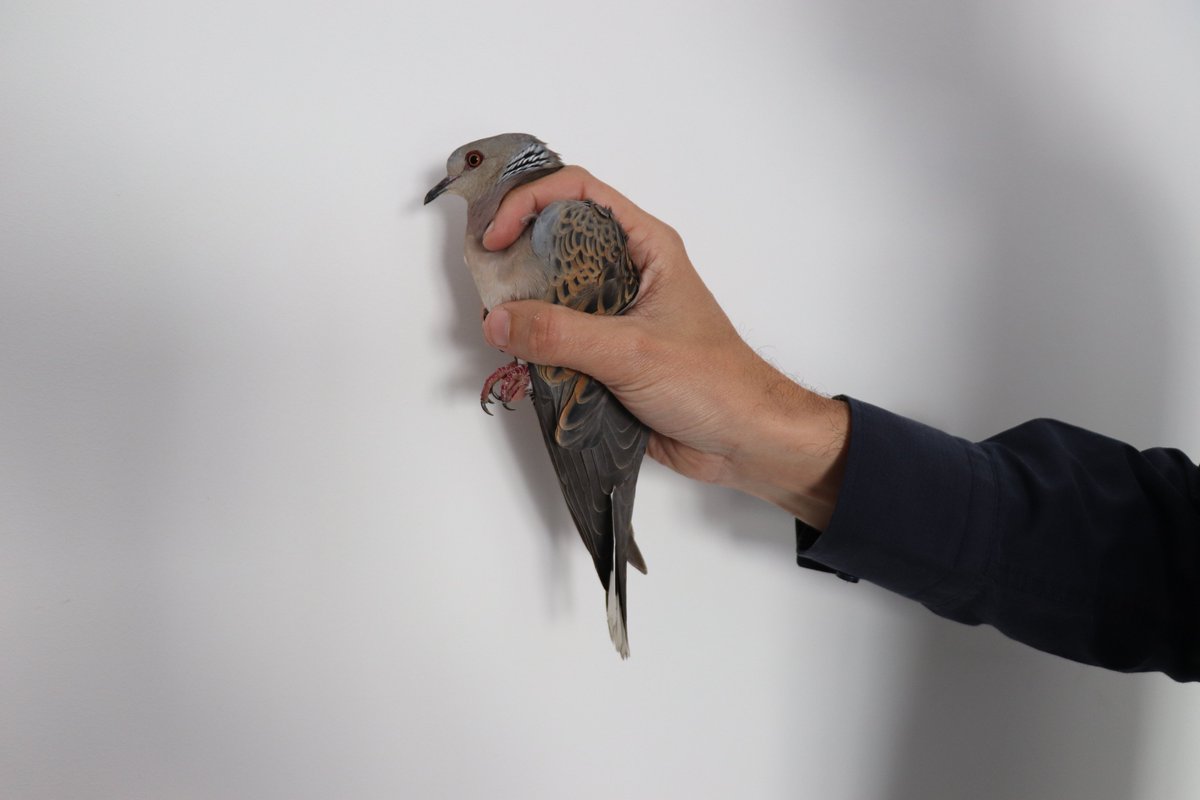 BirdLife_Malta's tweet photo. Another shot #TurtleDove recovered by BirdLife Malta, second illegally shot protected bird received in a day &amp; the 12th known casualty of the season. #NotAQuail #IllegalSpringHunting https://t.co/eu6g2g3Ncb