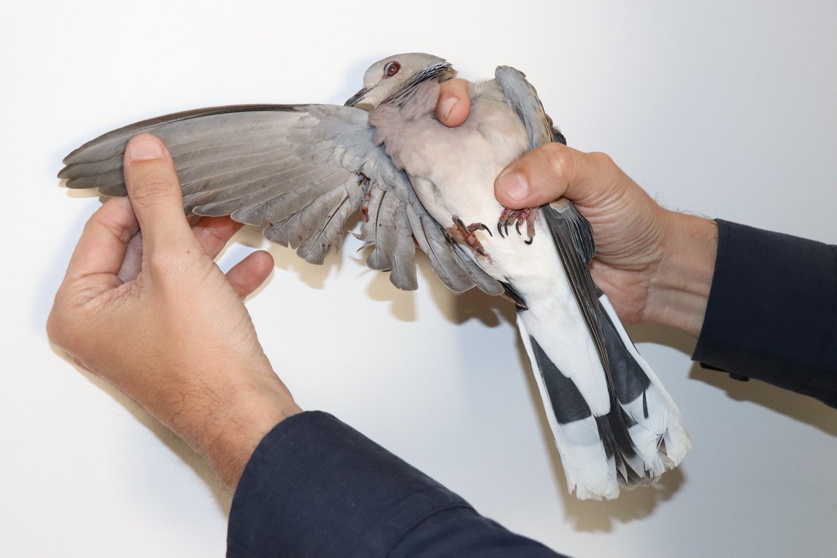 BirdLife_Malta's tweet photo. Another shot #TurtleDove recovered by BirdLife Malta, second illegally shot protected bird received in a day &amp; the 12th known casualty of the season. #NotAQuail #IllegalSpringHunting https://t.co/eu6g2g3Ncb