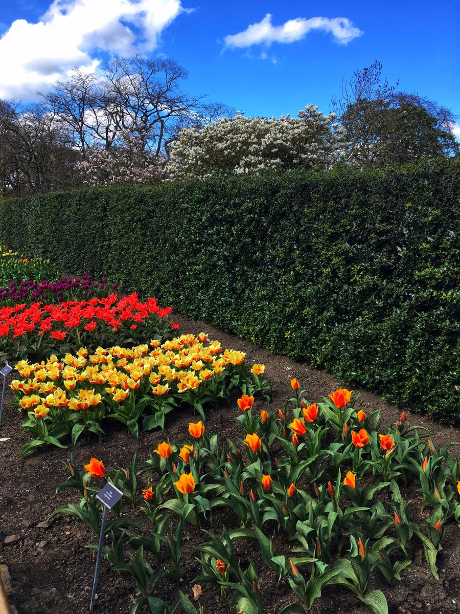 NBGGlasnevinOPW's tweet photo. Tiptoe through the tulip border #tulipmania #tulips #springatlast #springindublin #lovedublin @opwireland @igpstweets https://t.co/xm3HqHdtw5