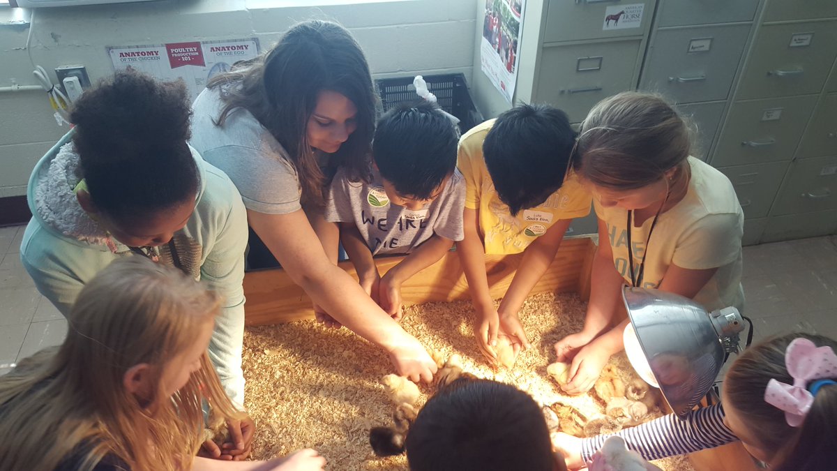 SVHS_FFA's tweet photo. The favorite station for Wake Up to Agriculture Day was the baby chicks!! https://t.co/mrd9BOVCrs