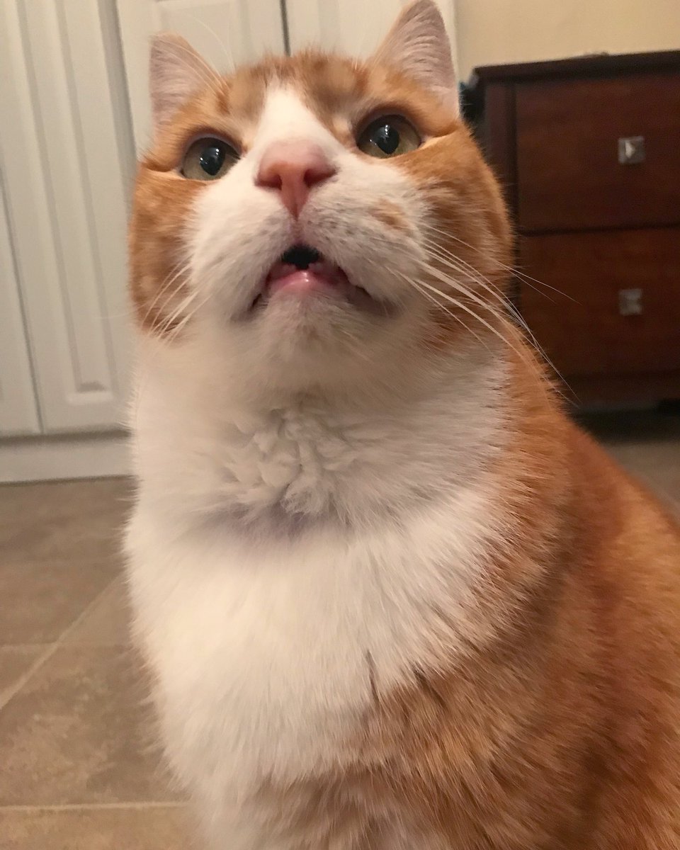 OliverTaco's tweet image. Being a mouth breather has its perks! For example, I get to take in a lot of oxygen into my lungs. I also get to share my Taco breath with the world. 😹🌮💨 #MouthBreather #ToothGap