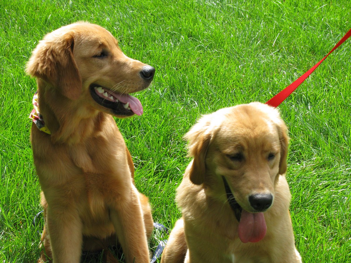 On Saturday Derby's brother, Ollie will make his ARM &amp; HAMMER Park debut for <a href="/TrentonThunder/">Trenton Thunder⚡</a>. Here he is with Derby in 2008, when both were 7 months old. #ThrowbackThursday