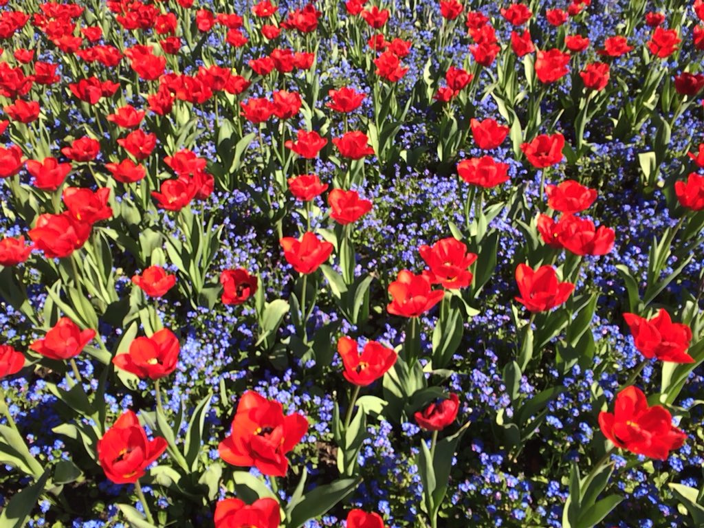 CU_Wellbeing's tweet photo. Hello @cardiffcouncil you’re really going to enrich our step count challenge next month if these amazing flower beds continue #intraining #CUStepCountChallenge #StepCountChallenge #Cardiff #heatwave #glorious #thankyou https://t.co/ommQmTGZee