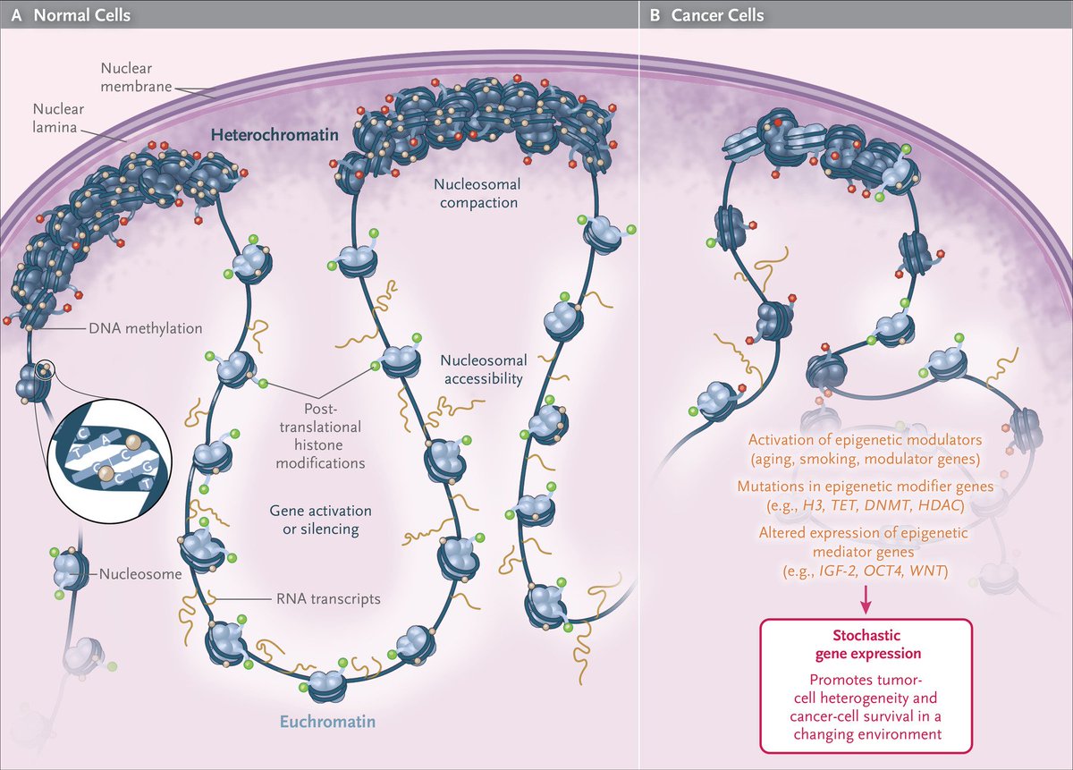 Review Article: The Key Role of Epigenetics in Human Disease Prevention and Mitigation. Image: The Cellular Nature of Epigenetic Information. nej.md/2q1k2y3