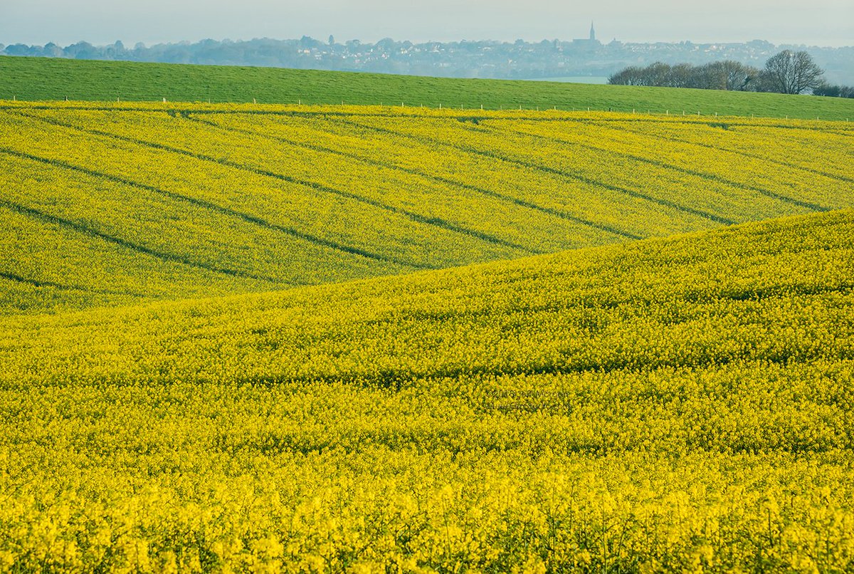 Jeff_ElmStudio's tweet photo. Canola on Brading Down.
https://t.co/W3XFQNue1W 

#appicoftheweek  #microfourthirdsgallery https://t.co/4s4TpGgBx5