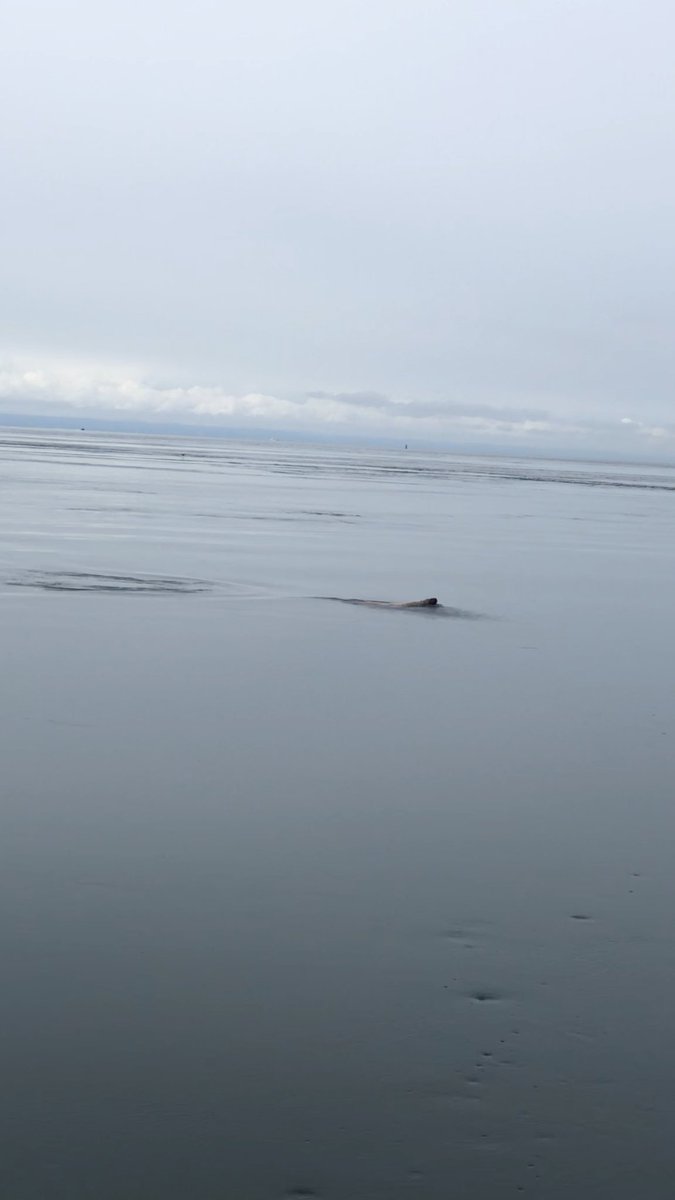 deepBLWUsea's tweet photo. Went out on @MarineBiol_FHL’s R/V Challenger yesterday to do a #marine #birds and #mammals transect! We saw a lot of rhinoceros #auklets, red-breasted #mergansers, stellar #sealions (pictured), #harborseals, as well as a few harbor #porpoises off in the distance! https://t.co/DViHNq07ic