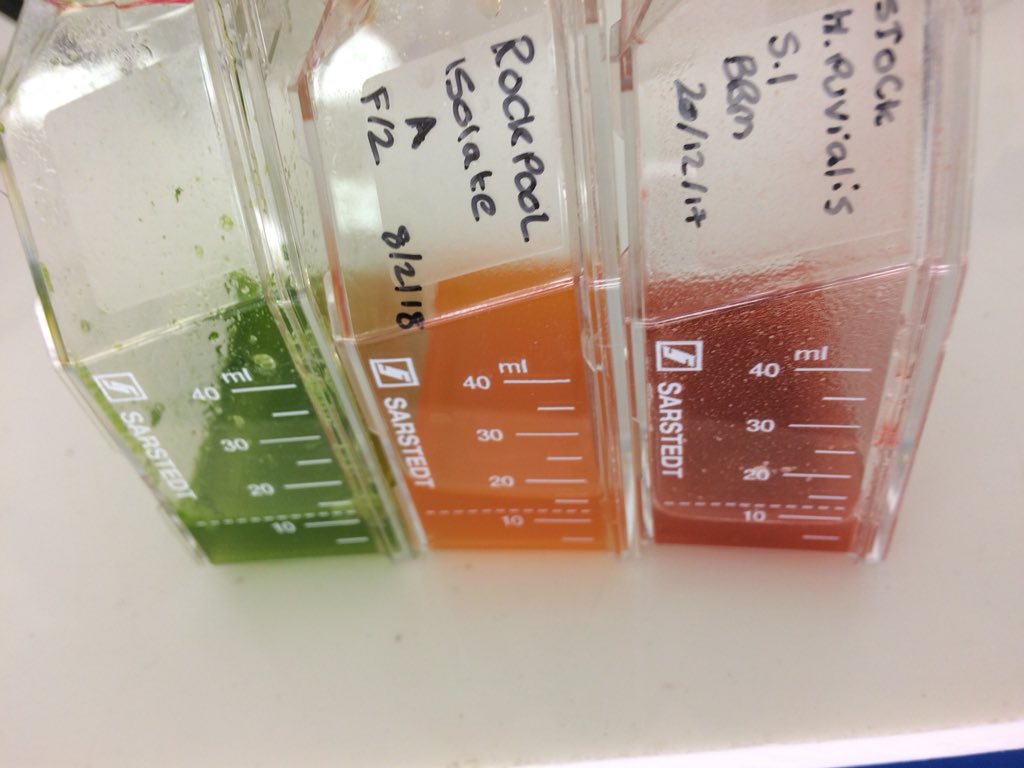 Mike_J_Allen's tweet photo. Some tenuous trivia....

Traffic lights have been around for ~160 years, helping roads function and traffic to flow. 🚦

Microalgae have been around at least a billion years, helping the global ecosystem function and life to flow. 🚦 https://t.co/814aeQHym0