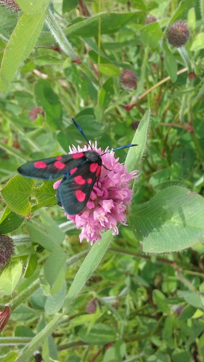 ramsay_wmramsay's tweet image. #WildScotlandChallenge #TinyNature 
Six spotted burnet moth