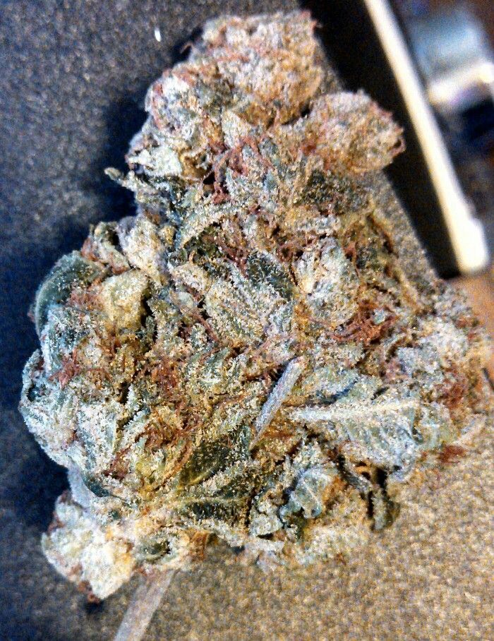 Freeman806's tweet image. Will you fight for cannabis to be legalize in your Country .??