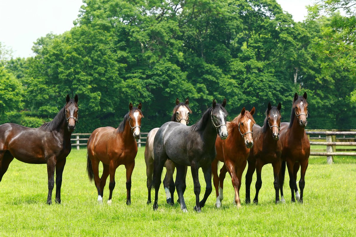 AgaKhanStuds's tweet photo. Sadarak showed a nice turn of foot to win the Prix de Chantilly at Chateaubriant today for the Aga Khan silks. He is pictured here as a yearling (2nd from right). #3yocampaign https://t.co/MX1XugxNUw
