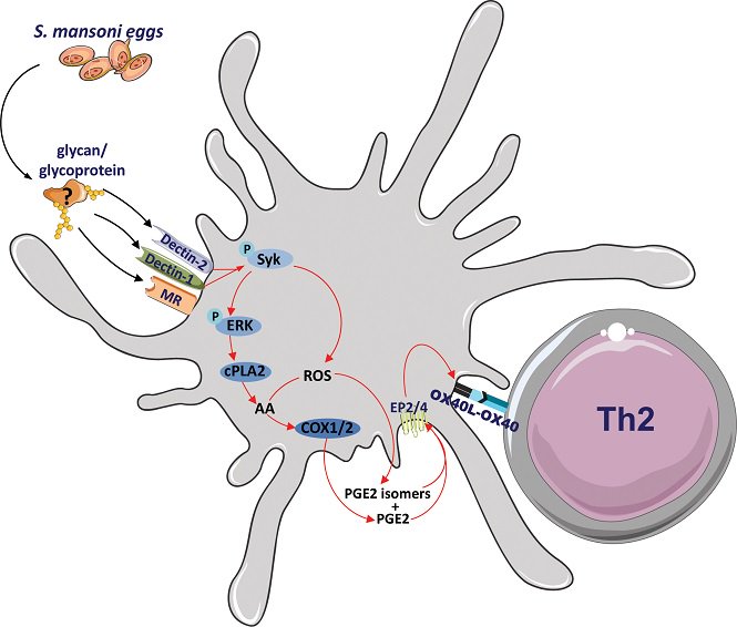 PLOSBiology's tweet photo. #Schistosome egg #antigens bind pattern recognition receptors #Dectin-1 &amp; Dectin-2 on #DendriticCells, triggering production of #prostaglandin E2 &amp; priming Th2 cell responses #PLOSBiology https://t.co/iteeVmXjFi https://t.co/WNVVHasT0N