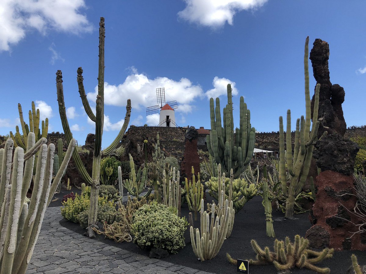 matkailublogit's tweet photo. LANZAROTE - JARDIN DE CACTUS Eläintarhat ovat erittäin passé, joten suuntaan mielummin tarhoihin, joiden hoidettavien hyvinvoinnista ei tarvitse olla huolissaan! https://t.co/lvwtMnRMsu https://t.co/FdV2IMGJvc