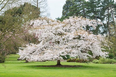 CUBotanicGarden's tweet photo. The forecast is set for a beautiful weekend - why not make time for a stroll round our glorious Garden? #Spring is blossoming, don't miss the emergence of the magnolias and the #Yoshino cherry #blossom is just stunning https://t.co/zi9LnPc7f5