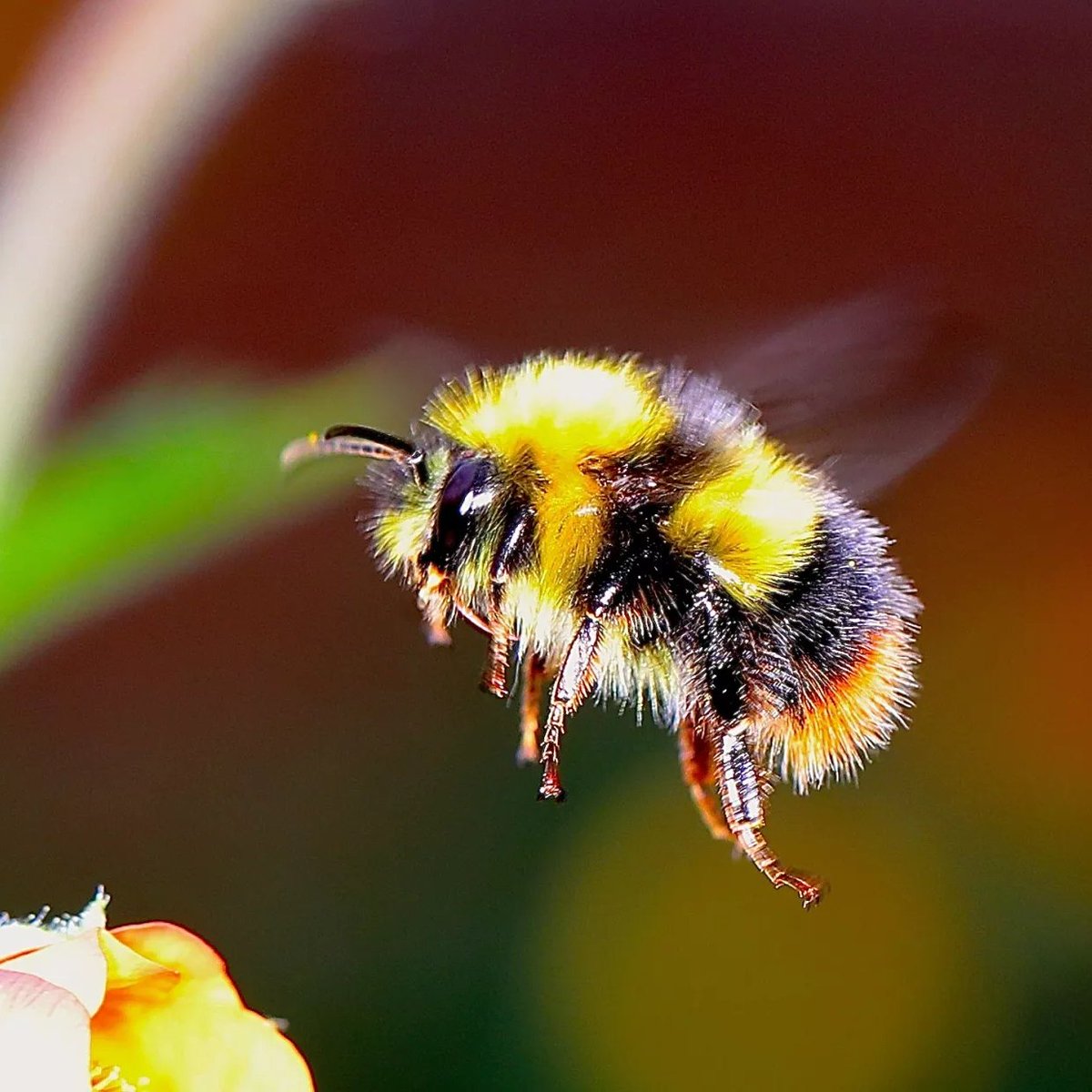 Dio's tweet image. Il bombo (che non è un calabrone) è il famoso insetto che non dovrebbe volare, perché è un ciccione.
Al bombo, però, non interessano le opinioni sulla sua taglia: lui sbatte le alucce come un maledetto e vola, perché sa che per ottenere qualcosa ti devi sbattere.
Sii un bombo.