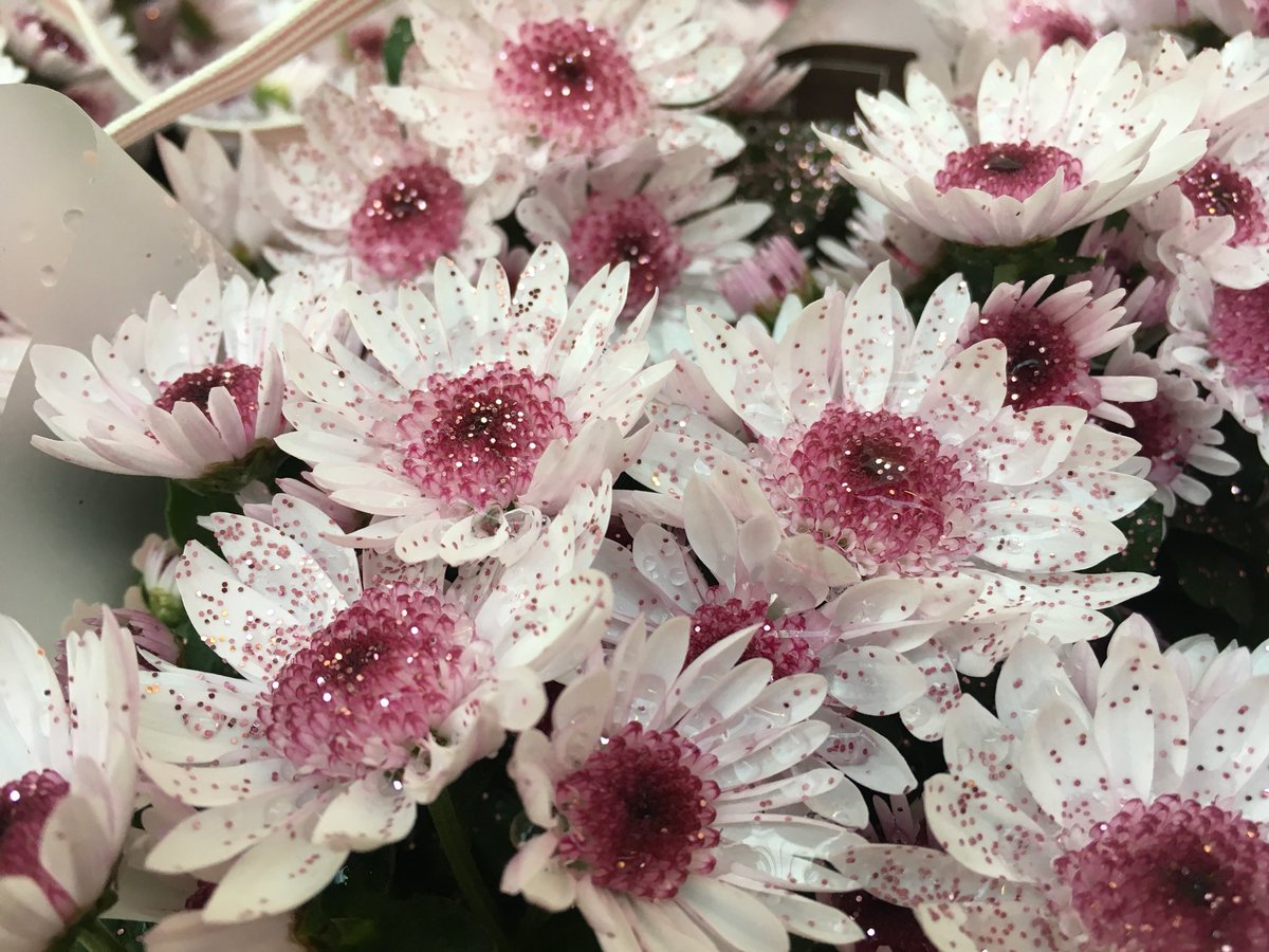 BeachBonkersHQ's tweet photo. Oh no @marksandspencer!!! 😱 Is this #plastic #glitter? However one disposes of these #flowers it’s going to end up in our environment. Please please stop doing this! Totally unnecessary &amp; makes a mockery of your “Plan A” @2minbeachclean @Seasaver @MarkGlennMurphy @SuffolkAONB https://t.co/4mOOM7LzzW