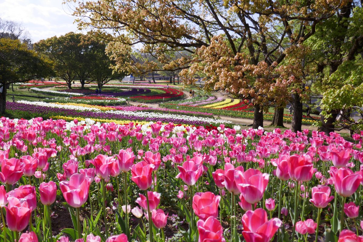 万博記念公園チューリップフェスタ