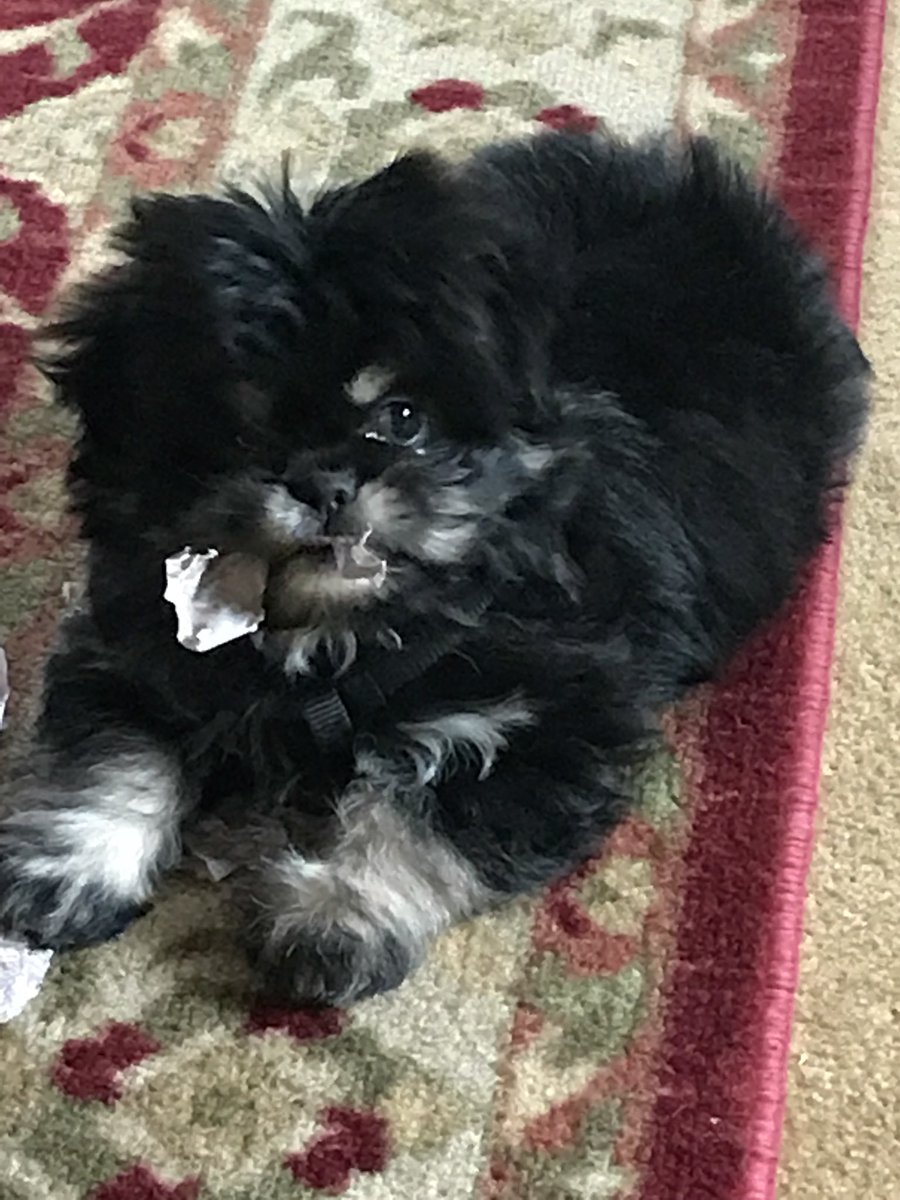 dpjustesen's tweet photo. @madibble418 @rileyrenee23 you need to come see me &amp; new puppy https://t.co/0b8eclsPFz