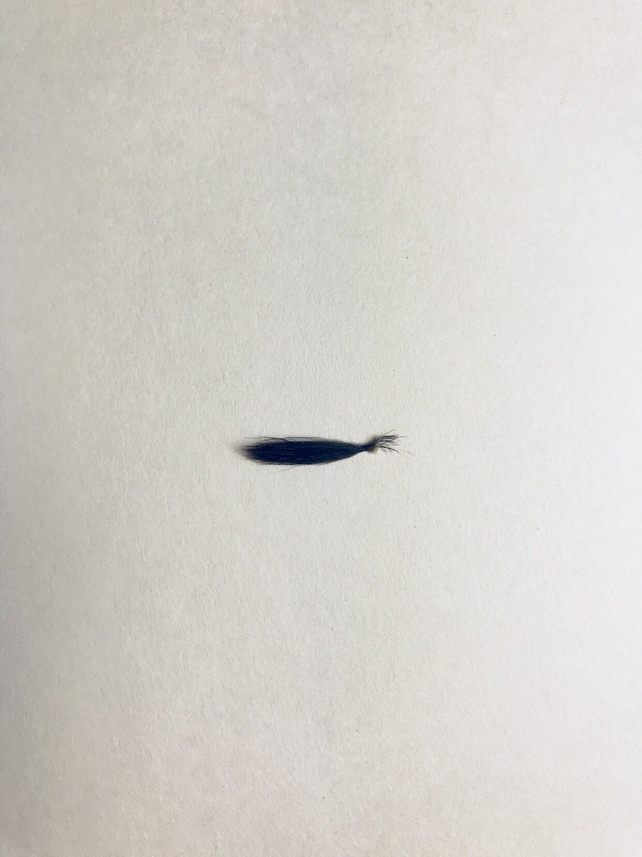 ミニレッキスの頬毛